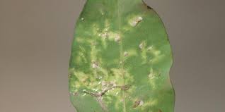 We did not find results for: Les Cochenilles Du Ficus Symptomes Et Traitements Clinique Des Plantes