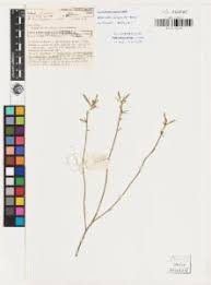 Image result for Afrohybanthus enneaspermus