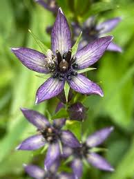 Image result for Swertia erosula