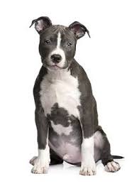 Genealogy for julio césar millán (deceased) family tree on geni, with over 200 million profiles of ancestors and living relatives. Pitbull Junior From Cesar Millan Pitbull Pitbull Terrier Pitbull Welpen