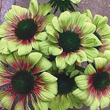 Green Envy Coneflower Zone 4 9 Full Sun To Part Shade 30 36 Inches I Think This Is Available Only As A Plant Green Flowers Flower Seeds Beautiful Flowers
