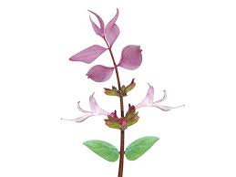 Image result for Syncolostemon