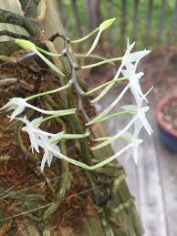 Image result for Aerangis ugandensis