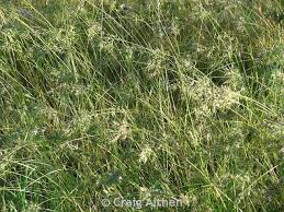 Image result for Bulbostylis megastachys