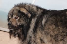 But a large wolf can bite down with over 1200 pounds of pressure. 7 Things About Caucasian Mountain Shepherd Future Owner Should Know