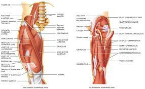 The diagram at right 2 shows some of the muscles of the hip joint which will be discussed later. Mobility Mastery Hip Anatomy Hip Muscles Anatomy Muscle Anatomy