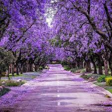 Check spelling or type a new query. Jacaranda Tree In 2021 Jacaranda Tree Fast Growing Trees Types Of Soil