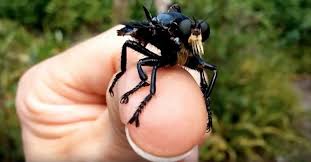 Es ist bekannt, dass selbst eine fliege, die versehentlich ins haus flog, viele probleme verursachen kann. Es Summt Und Brummt Fliegen Loswerden Hausmittel Gegen Fliegen Fliegenspray