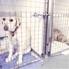 Near you 20+ dog boarding services near you. What S The Cost To Kennel A Dog Petcarerx