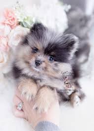 Find white pomeranian puppies and dogs from a breeder near you. Merle Pomeranian Puppy For Sale Teacup Puppies 421 Aa Teacup Puppy Breeds Cute Teacup Puppies Teacup Puppies