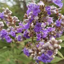 Image result for Vitex mombassae