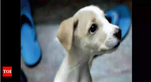 Some videos that showcase baby animals doing adorable behaviour secure a special place in one's heart. Veterinary Doctors Warn Of Viral Illness Outbreak Among Puppies Chennai News Times Of India