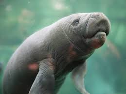 Baby manatees are called calves. Manatee Zooborns