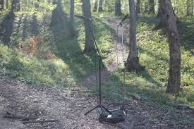 Sound Of Birds Chirping In The Morning Mp3 Free Download Birds Chirping Sound Free Sound Clips
