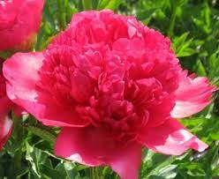Pin On Garden