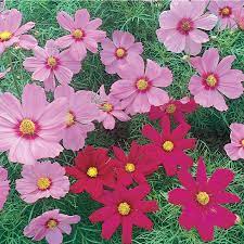 3 Gallon Multicolor Cosmos In Planter L11709 Lowes Com Cosmos Flowers Winter Plants Spring Plants