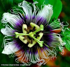 Costa Rica Flowers Passion Fruit Flower Passionfruit Flower Passionflower Costa Rica Passion Fruit Flower Passion Flower Virtual Flowers