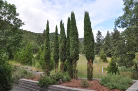 Image result for Cupressus sempervirens