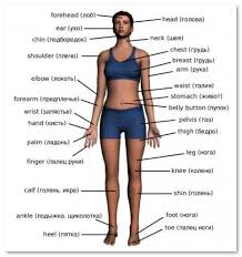 Transport gratuit >90 lei si livrare rapida. Numele PÄrÈilor Corpului Uman In Limba EnglezÄ Sistemul Circulator Nervos