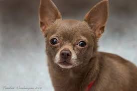 Maybe you would like to learn more about one of these? Chihuahua Dog Breed Information And Pictures