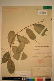 Image result for Landolphia congolensis