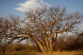 Image result for Schinziophyton rautanenii