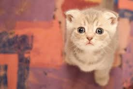 Psikolojik Olarak Hayvan Yuzunu Insan Yuzu Ile Kiyasladigimiz Icin Yani Bu Resimdeki Kedicigin 2 Gozu 2 Kulagi 1 Bu Kittens Cutest Cute Animals Cute Cats
