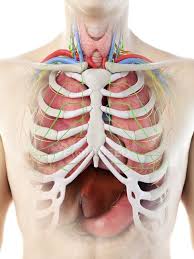 Yet, the ribs and rib cage are also flexible enough to expand. Realistic Human Body Model Showing Male Anatomy With Internal Organs Behind Ribs Digital Illustration Human Anatomy Normal Stock Photo 308626968