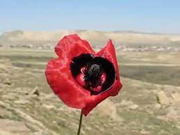 Robot lale gül ile sohbet etmek çok eğlenceli ve kolaydır. Baku Ears Papaver Flower Baki Qulaqlari Dagi Lale Gulu Youtube