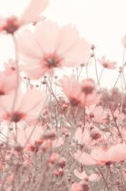 Kawaii Pen Shop Flowershintergrundbilder Summer Flower Meadow In Pink Chicchi 1000 In 2020 Wallpaper Nature Flowers Flowers Photography Flower Aesthetic
