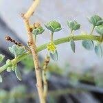 Image result for Andrachne ovalis