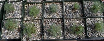 Image result for Lycopodiella sarcocaulon