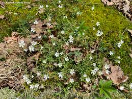 Image result for Cerastium indicum