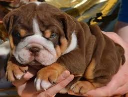Browse lancaster puppies for english bulldog breeders. Akc Blue Tri English Bulldog Puppies For Sale Purple Lilac Tri English Bulldog Puppies For S English Bulldog Puppies Miniature English Bulldog Bulldog Puppies