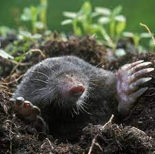 Maybe you would like to learn more about one of these? How To Get Rid Of Moles In Yard Eradicating Moles From Garden
