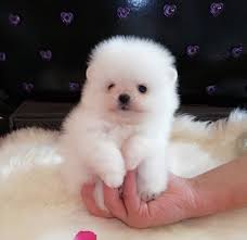 Located all around malta and gozo, it's quite easy to find one near your home. Buy Pomeranian Puppy Online Buy Pomeranian Puppy Online Buy By Tenthousandsbill Medium