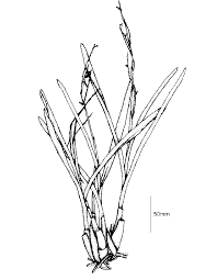 Image result for Polystachya kermesina