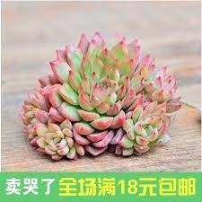 We have shipped to 52 countries so far, not only asia, even to europe, america (the opposite side of the earth! South Korea Imported Within Succulents Potted Flowers Female Young Fleshy Plant Wholesale Office Plants Bonsai Bonsai Bonsai Newsbonsai Flower Aliexpress
