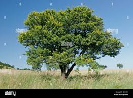 Image result for Eugenia natalitia