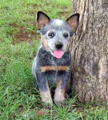 Cuteanimalsworld The Australian Cattle Dog Heeler Puppies Cattle Dog Cattle Dog Puppy