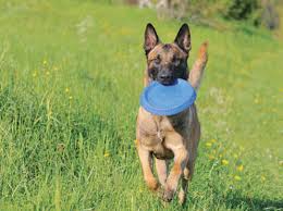 Belgian malinois dogs adopted on rescue me! Learn About The Belgian Malinois Dog Breed From A Trusted Veterinarian