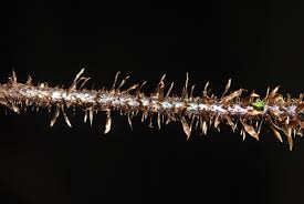 Image result for Nothoperanema