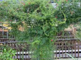 Image result for Ipomoea quamoclit