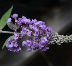 Image result for Scrophulariaceae