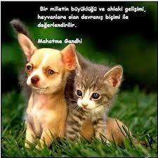 ehil kalem hayvan sevgisi ile ilgili sozler e1529230704953 hayvanlar ile ilgil hayvan sozleri hayvan haklari hayvan