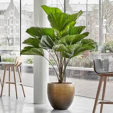 Image result for Licuala grandis