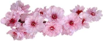 Image result for ‫جدا کننده متن وبلاگ‬‎