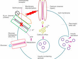 Potency Of Beta Blockers Knowledgedose