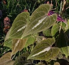 Image result for Dioscorea dregeana