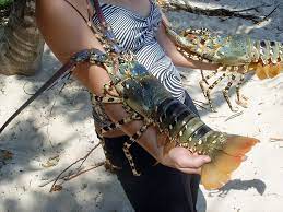 Also about how big do they get??? 7 Clarifications On How To Keep Crawfish Alive Crawfish As Food